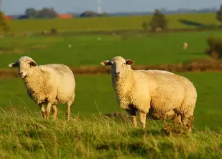 Чому занепадає галузь, яка могла б приносити $20 млрд Україні