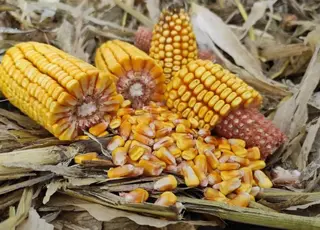 Українські порти знижують закупівельні ціни на кукурудзу