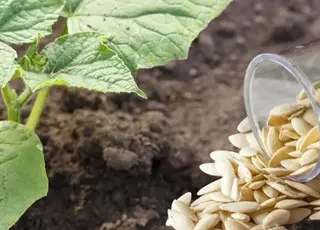 Стало відомо, коли сіяти огірки у відкритий ґрунт