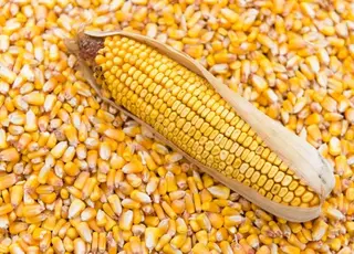 В Україні знизились ціни на фуражну кукурудзу