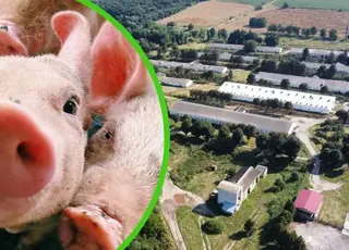 USDA прогнозує зростання виробництва свинини в Україні