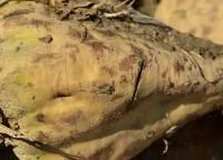 HarvEast уперше відводить 100 гектарів під цукровий буряк