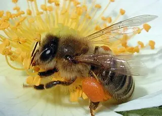 Бджолярі занепокоєні наступом небезпечного кліща