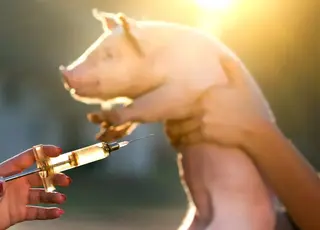 ЄС готує нормативну базу для вакцинопрофілактики АЧС: що це означає для України