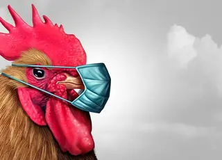 На Чернігівщині спалах пташиного грипу