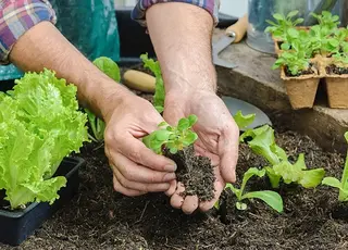 Що обов’язково потрібно посадити у квітні, щоб зібрати багатий урожай 