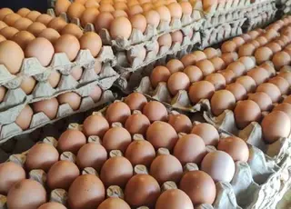 Топ-3 країн, які купують найбільше яєць в Україні