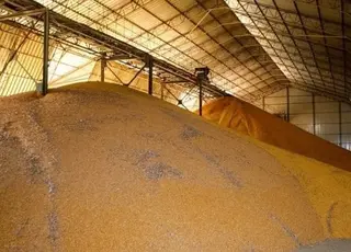 На Київщині зникли сотні тисяч тонн зерна