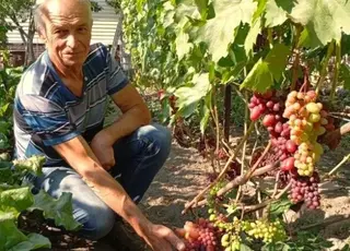 Чернігівський садівник вирощує 80 сортів винограду на трьох сотках біля дому