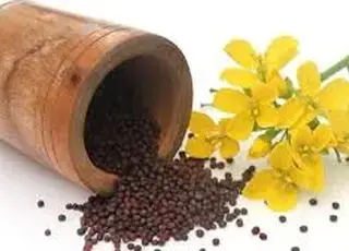 Європейська біржа MATIF зафіксувала потужний ціновий рух на ринку ріпаку