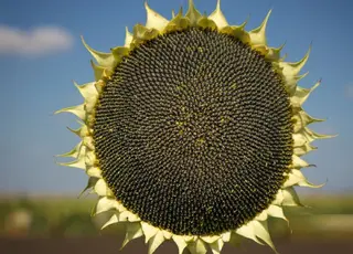 Фермери масово переходять на соняшник через проблеми з добривами