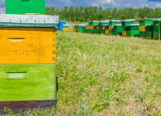 На Миколаївщині вдова відомого бджоляра шукає спадкоємця для унікальної пасіки її чоловіка