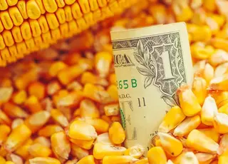 Озвучено оновлені ціни на кукурудзу в Україні