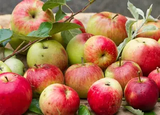 На Дніпропетровщині садівники втратили до 95% урожаю яблук