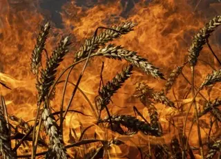 На Херсонщині росіяни атакували з дрона комбайн