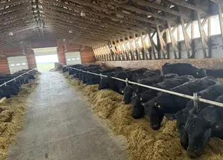 На Львівщині з’явився племінний репродуктор абердино-ангуської породи