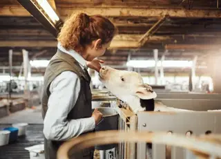 Дріжджові постбіотики скоротили витрати корму на 9% і підвищили живу масу телят на 4,76 кг