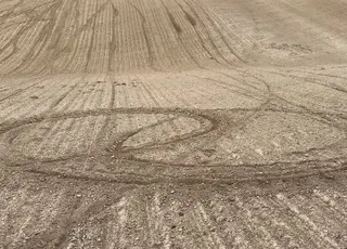 На Волині підлітки знищили посіви буряків на кількох гектарах