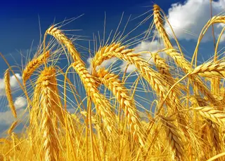 Алжир забрав половину українського експорту пшениці: 280 тисяч тонн за місяць