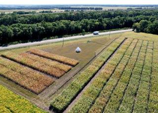 На Тернопільщині відкрили селекційну станцію по створенню нових гібридів кукурудзи