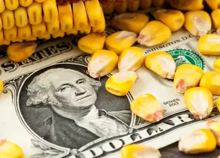 Ціни на кукурудзу в Україні знижуються через низький експортний попит та збільшення врожаю
