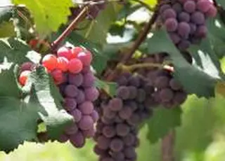 Прогнозоване похолодання підвищує ризик втрат врожаю фруктів і ягід в Україні