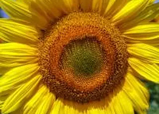 На українському ринку соняшнику протягом тижня продовжувалося зростання цін