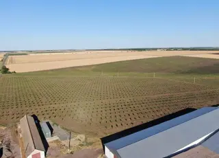 На Одещині створили горіховий сад на 105 га