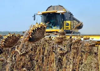 Фермерам Сумщини заборонили вирощувати високорослі сільгоспкультури поблизу кордону