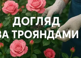 Як врятувати троянди після вимерзання: покрокові дії для садівника