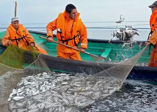 В Україні спрощено процедуру укладання угод на рибний промисел