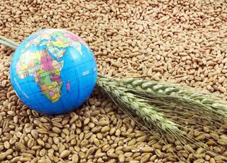 Український експорт пшениці майже повністю орієнтований на країни Північної Африки та Близького Сходу