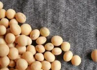 На Дніпропетровщині почали сіяти кукурудзу, на Львівщині – сою