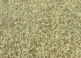 На Миколаївщині скорочують площі під соняшником та пшеницею на користь льону та коріандру