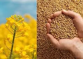 Нові правила експорту сої та ріпаку: як аграріям отримати пільгу