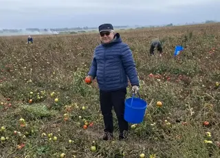 Фермери у Польщі безплатно віддають урожай через проблеми зі збутом