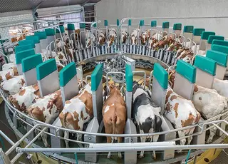 На Київщині побудують ферму з 60 роботами-доярами