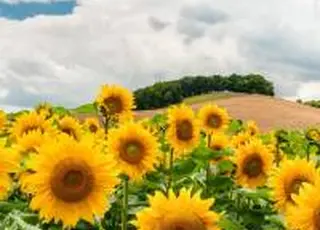 Українські фермери розширюють використання технологій Corteva