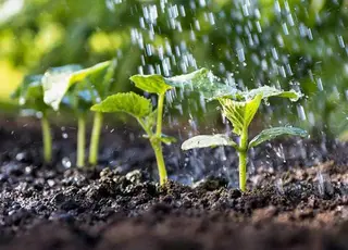 Аграрії півдня України через відсутність зрошення втрачають $300 млн щороку