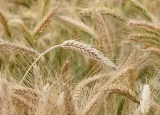 В Україні продовжується підвищення експортних цін на фуражну пшеницю