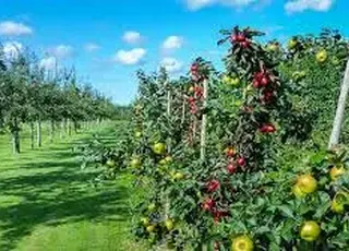 Як фермери заробляють на садових відходах