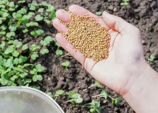 Урожайність ґрунту зросте в рази: що обов’язково треба посіяти ранньою весною