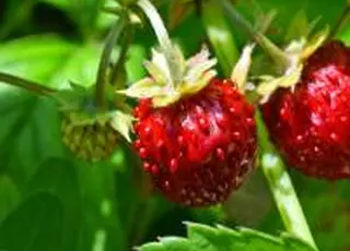 Як не порушити права на сорт під час продажу розсади суниці