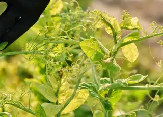 Чому залишати коріння гороху в ґрунті корисно для родючості та азотного балансу