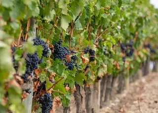 Французькі винороби у відчаї викорчовують лозу