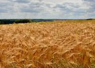 Цінова ситуація на ринку фуражного ячменю в Україні лишається стабільною
