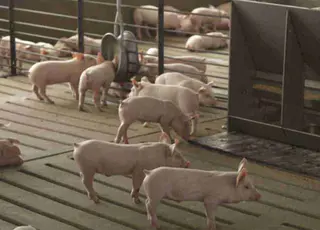 На Миколаївщині фермера судитимуть за забруднення довкілля