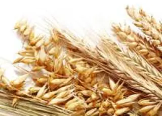 USDA збільшило оцінку врожаю для основних виробників пшениці, для України — без змін