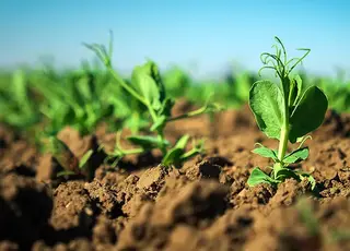 Названо перспективні культури для вирощування в Україні