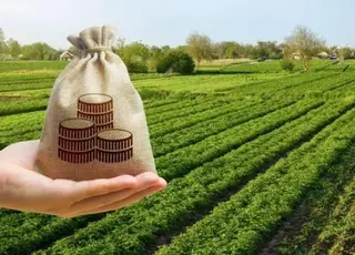 Основні податки для фермерів України: що потрібно сплачувати у 2025 році